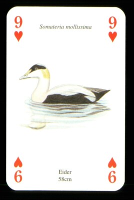 1 x playing card bird Eider 9 of Hearts ZU 21