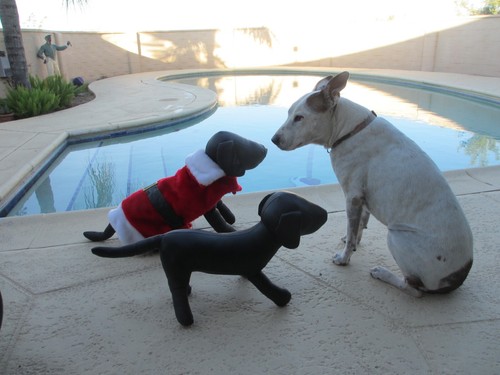 Pet Holiday santa suit coat faux black leather belt RED plush dog 30-45lb - Picture 8 of 9