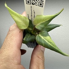Philodendron Gloriosum Variegata  Very rare variegated Plant 05PGV12