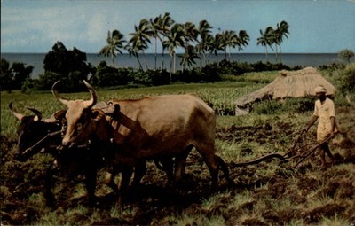 Fiji Indian Ploughman cattle rustic plow hut ~ 1950s-60s vintage postcard