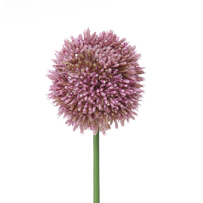Allium Artificiale Bianco/Viola H 66 cm - Set 6 Rami Design Interni