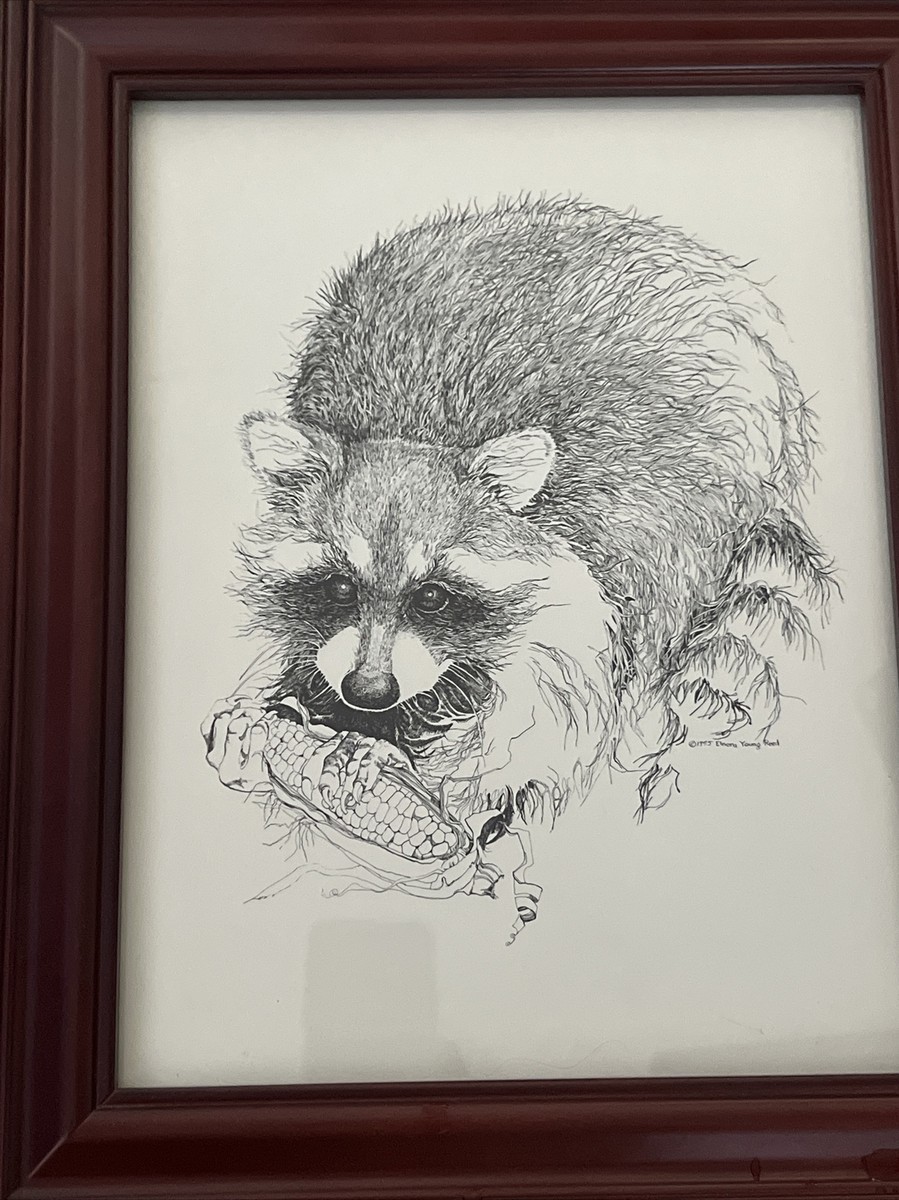 Raccoon Drawings In Pencil