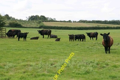 Photo A2 Dark brown cattle near Rycote Park North Weston/SP6805 There a c2020