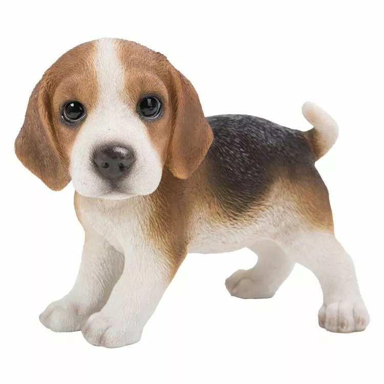 Miniature hotsell beagle puppies