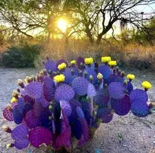 10 Purple Cactus Seeds (Opuntia Santa Rita) Prickly Pear Fruit Rare Fast Hardy-7
