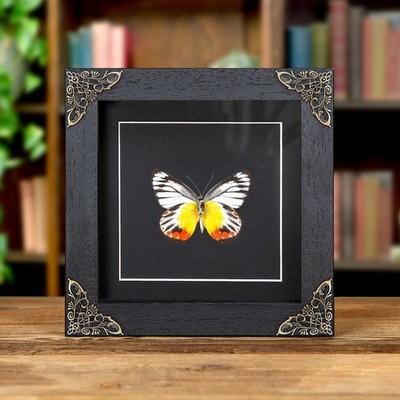 Delias Taxidermie Schmetterling im Barockstil Rahmen (Delias periboea)