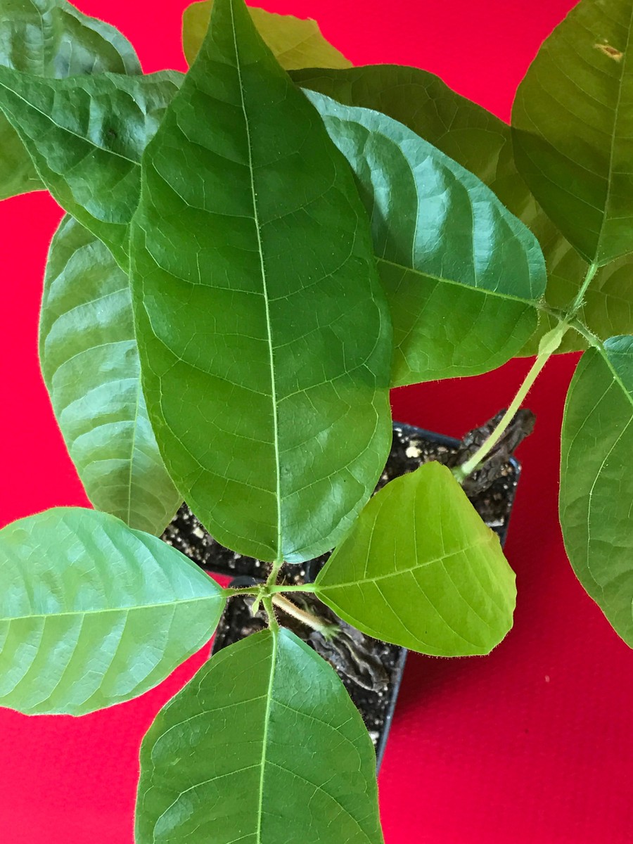 cocoaページ Yellow Theobroma Cacao Cocoa Chocolate Tropical Fruit Tree