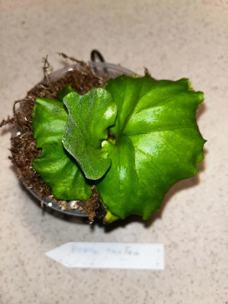 25+ Platycerium Evergreen Ferns for sale | Updated Oct 2026