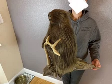 Porcupine Taxidermy Mount Adult  Vintage Rustic Decor Tabletop Unique Antler