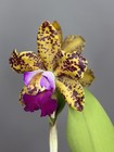 Spotted Cattleya (Blc. Sunspots x C. Jerry Spencer) - Mutation on one Lip 11231 — photo 7