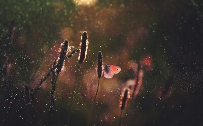 Anime Bokeh Butterfly Insect Macro Plant  Gaming Mat Desk 4188