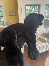 20" Folkmanis Black Labrador Lab Puppy Dog Full Body Hand Puppet Plush Folktails