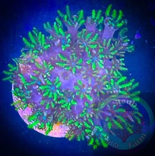 SAF~Sympodium Coral Frag Plug “WYSIWYG” GSP, Soft Corals, reef, Live,Green, Blue