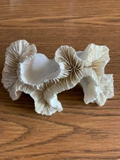 2.3 oz. Natural white Coral ClusterMarine Mineral Crystal Specimen