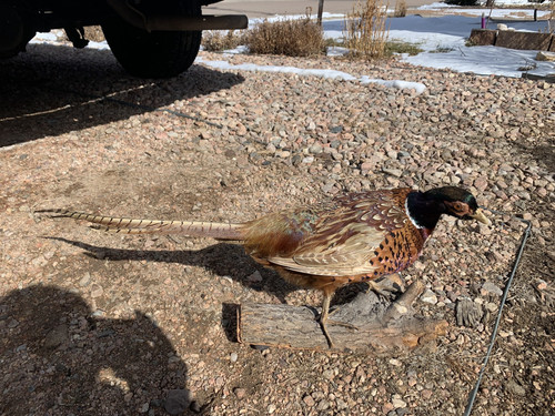 Vintage Flying Ringneck Pheasant Taxidermy On Wood