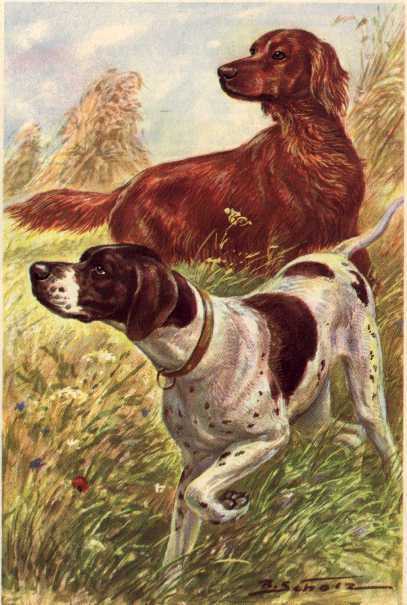 red setter pointer