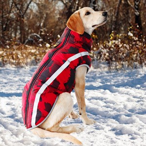 pitbull winter coat