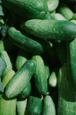 Straight 8 Cucumber Seeds