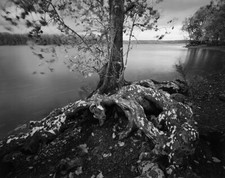 Sycamore and thunderstorm, Four Mile Point, Hudson River, NY - Thomas Teich