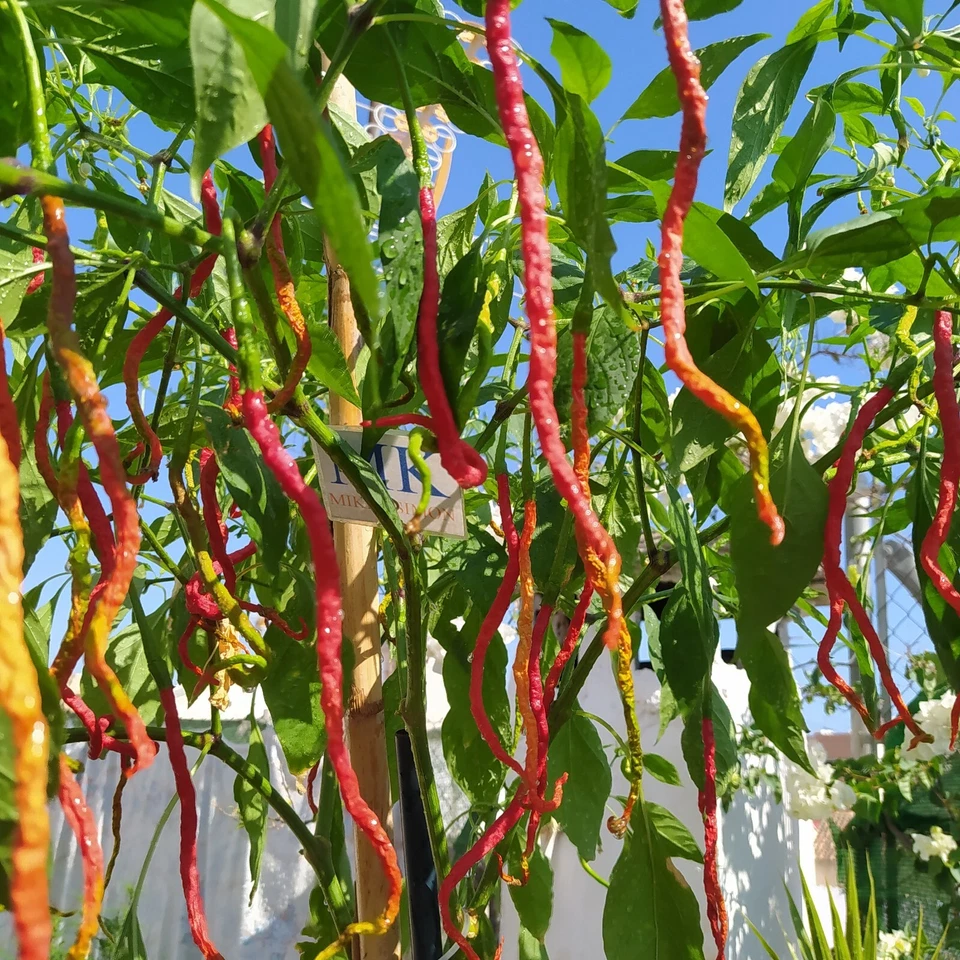 Thunder Mountain Longhorn, 10 Seeds, Capsicum Annuum (481)