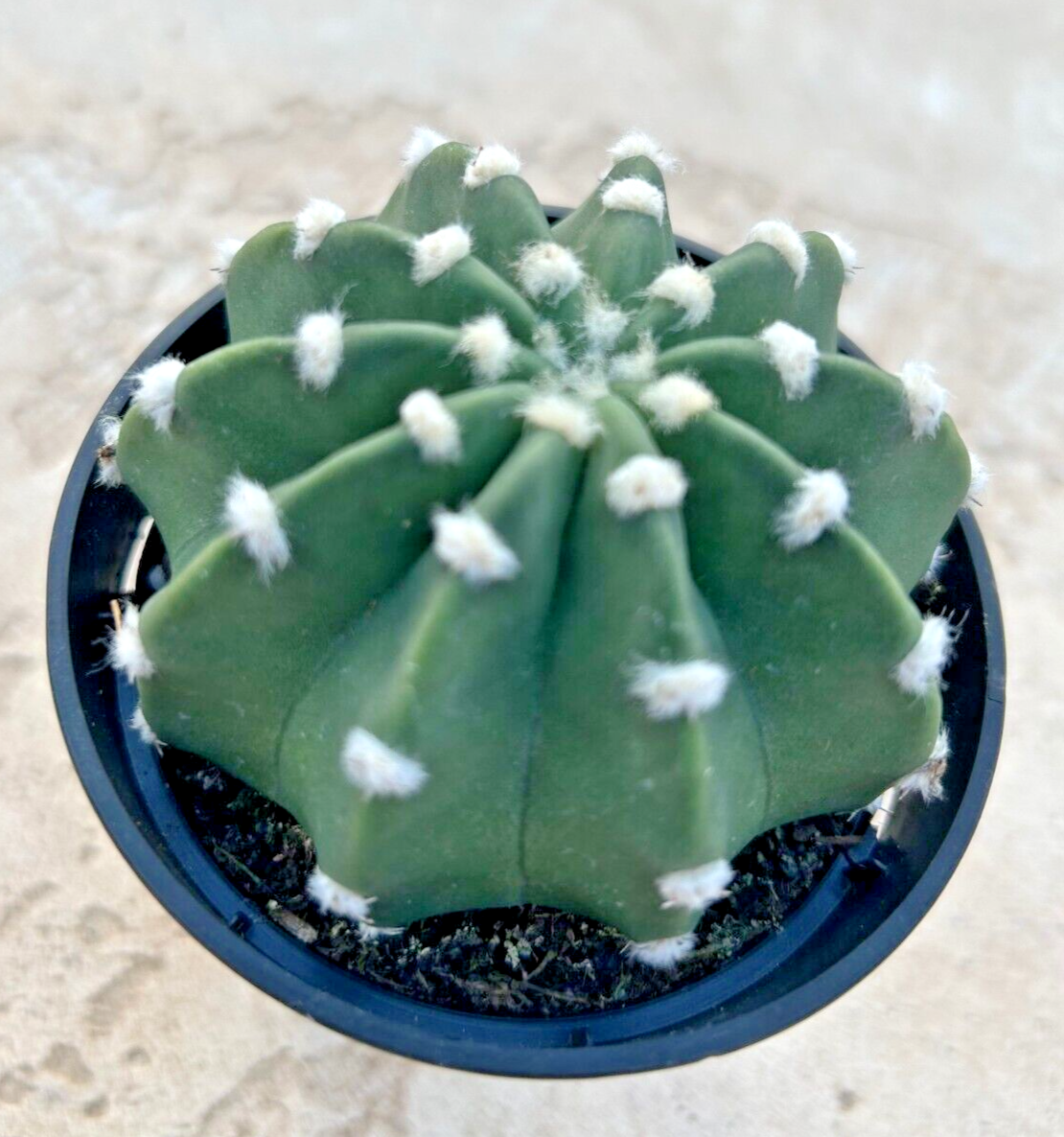 Echinopsis Subdenudata 'Easter Lily Cactus', Domino, comes in a 3.5" Pot |  eBay