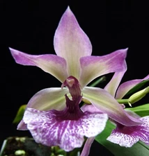 Zygonisia Cynosure 'Blue Birds',  Orchid Plant Shipped in 2.5" Pot