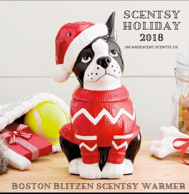 retired boston terriers for sale