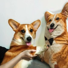 Personalized Pet Sympathy Gift Pillow - Custom Shaped Dog Cat Memorial Cushion