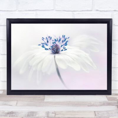 Anemone blanda Anemone-Blanda Flower Bloom Spring Wall Art Print