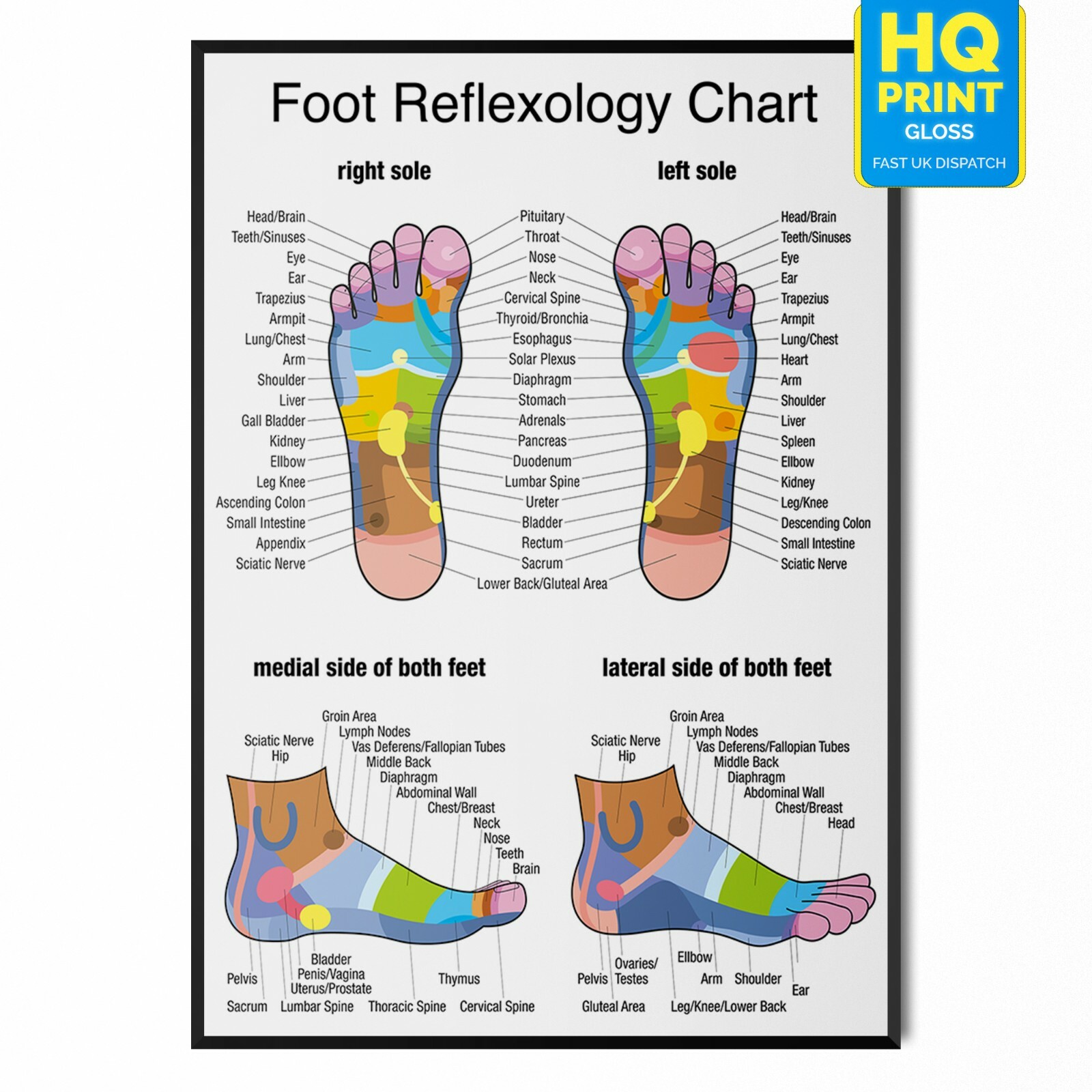 FOOT REFLEXOLOGY COLOUR CODED ORGAN MASSAGE ANATOMY CHART POSTER