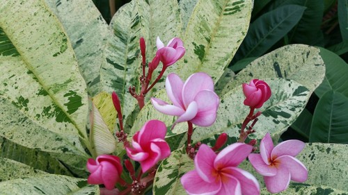 Semi Di Plumeria (Frangipani) Varietà 'Dao Den' - 4 Semi Per Coltivazione, Pianta Tropicale Profumata