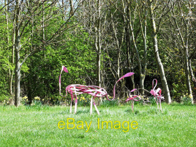 Photo 6x4 Pink flamingos at Washington Wetland Centre Not the real thing, c2014
