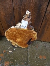 Z15 1 1/4" THICK black line spalted maple burl live edge slab table bench