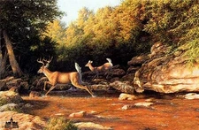 Larry Dyke Swift Retreat - Deer