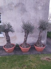 Olea Europaea Ancient Olive Bonsai tree x3 RARE FIND! DROPPED PRICE!