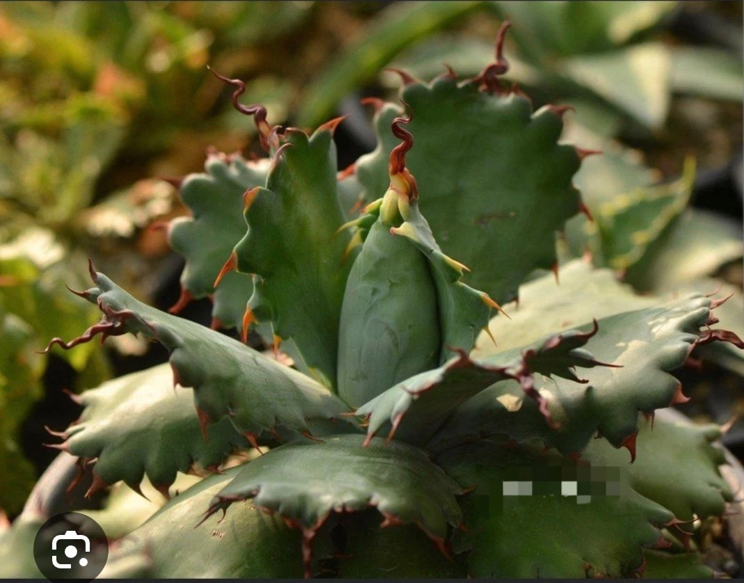 Agave potatorum "spawn" super, 10cm diameter rare succulent plant
Opens in a new window or tab