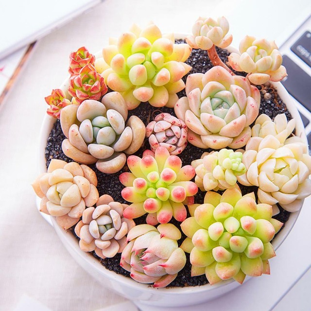 eb stone cactus and succulent