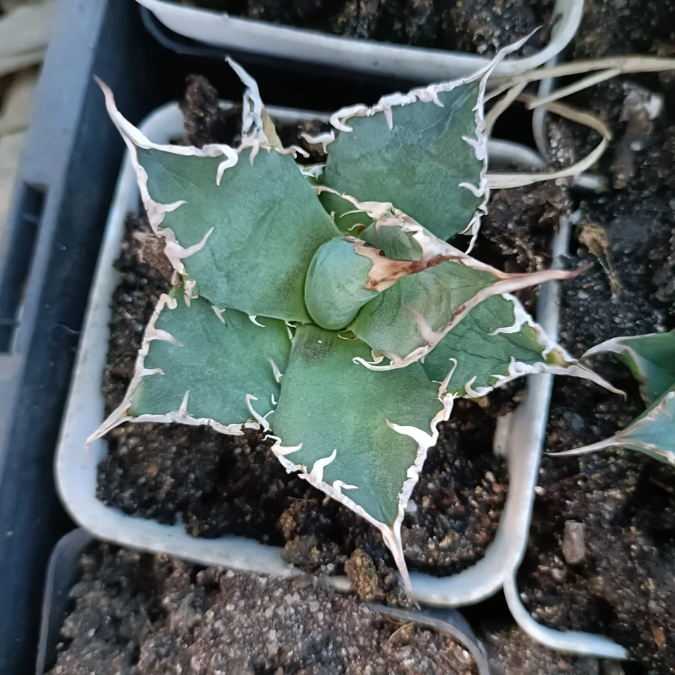 Agave Titanota Filigreehybrid nice Succulent plant - Image 2 of 3