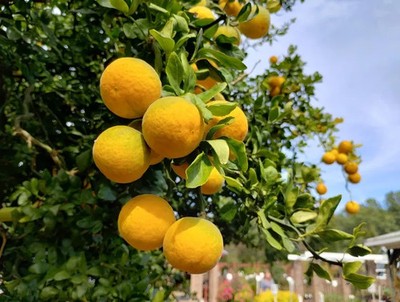 120 ct Cold Hardy Citrus Seeds - Yuzu, Taiwanica, C-57, Benton