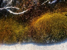 Live Silvergreen Bryum Moss 2x2 inches