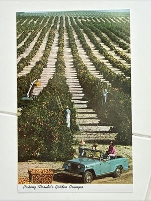 Florida Picking Florida's Golden Oranges Jeepster Commando Vintage Postcard