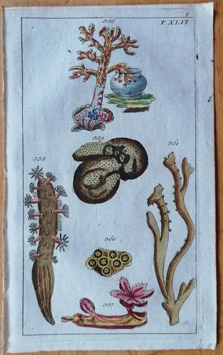 Coral (T46) - Wilhelm Original Colored Print - 1800