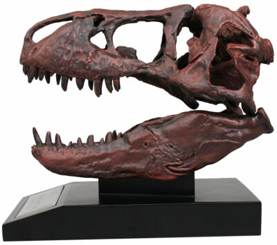 Tyrannosaurus Skull 1/10th Scale Smithsonian Licensed - The Nation's T.rex