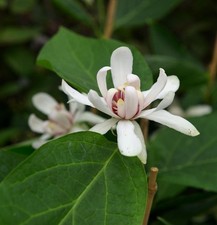 Gewürzstrauch Venus 30-40cm - Calycanthus floridus