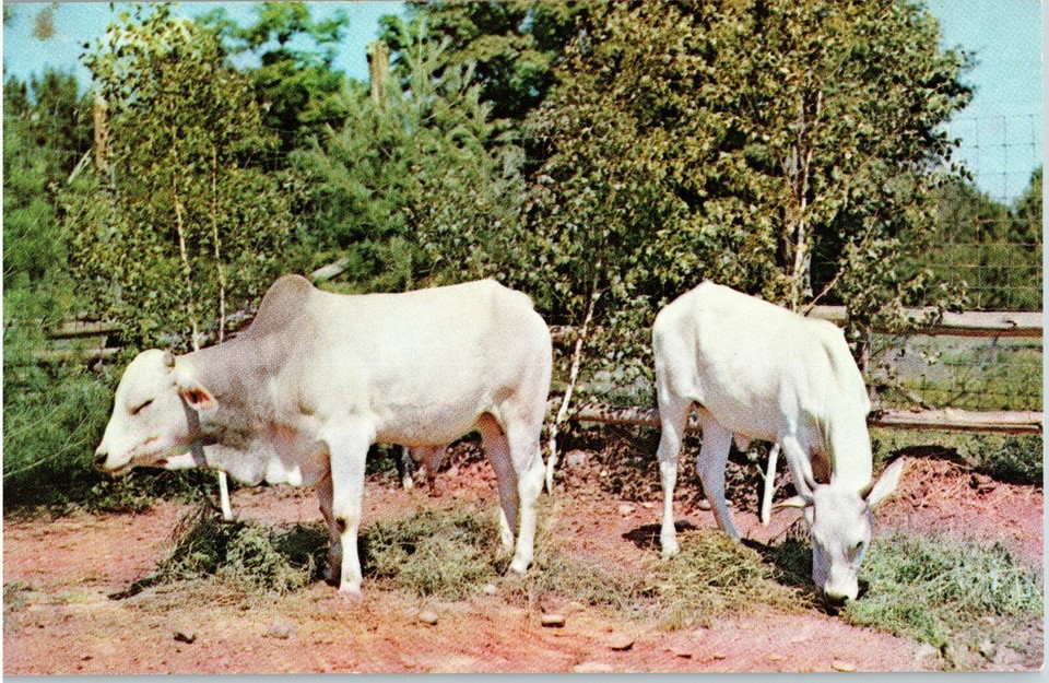 Vintage 1960s Indian Sacred Cow Cattle Temple Bells Catskill Game Farm