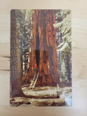 Room Tree, Giant Forest, Sequoia National Park, California Vintage Postcard