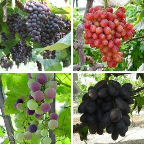 1bag Mixed Finger Grape Seeds Vitis Vinifera Organic Fruit Seed Heirloom Non GMO - Picture 14 of 18