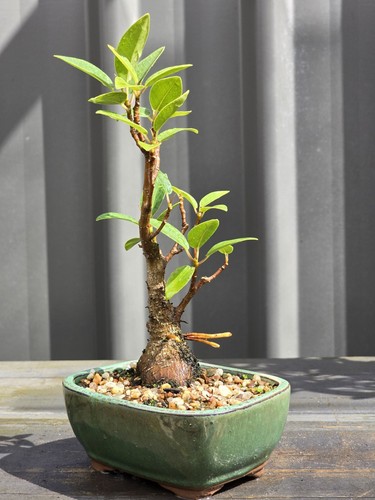 Port Jackson Fig BONSAI FREE EXPRESS POST Posted With The Pot - Picture 4 of 9