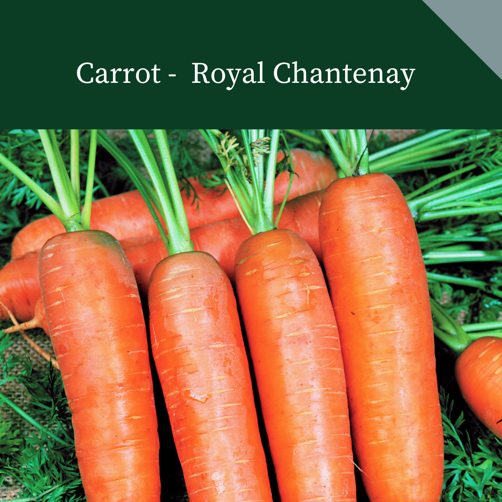 CARROT ROYAL CHANTENAY  4 GRAMS FINEST SEEDS