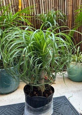 Indoor Ponytail Palm in 5 gal Pot 4-5 ft Tall Evergreen Easy Care Bonsai  Plant | eBay
